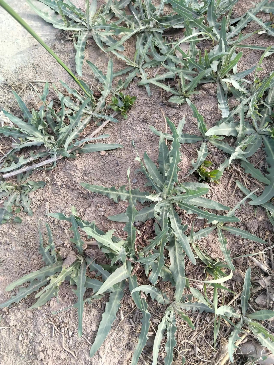 这是野生植物苦苦菜,药名叫败浆草.