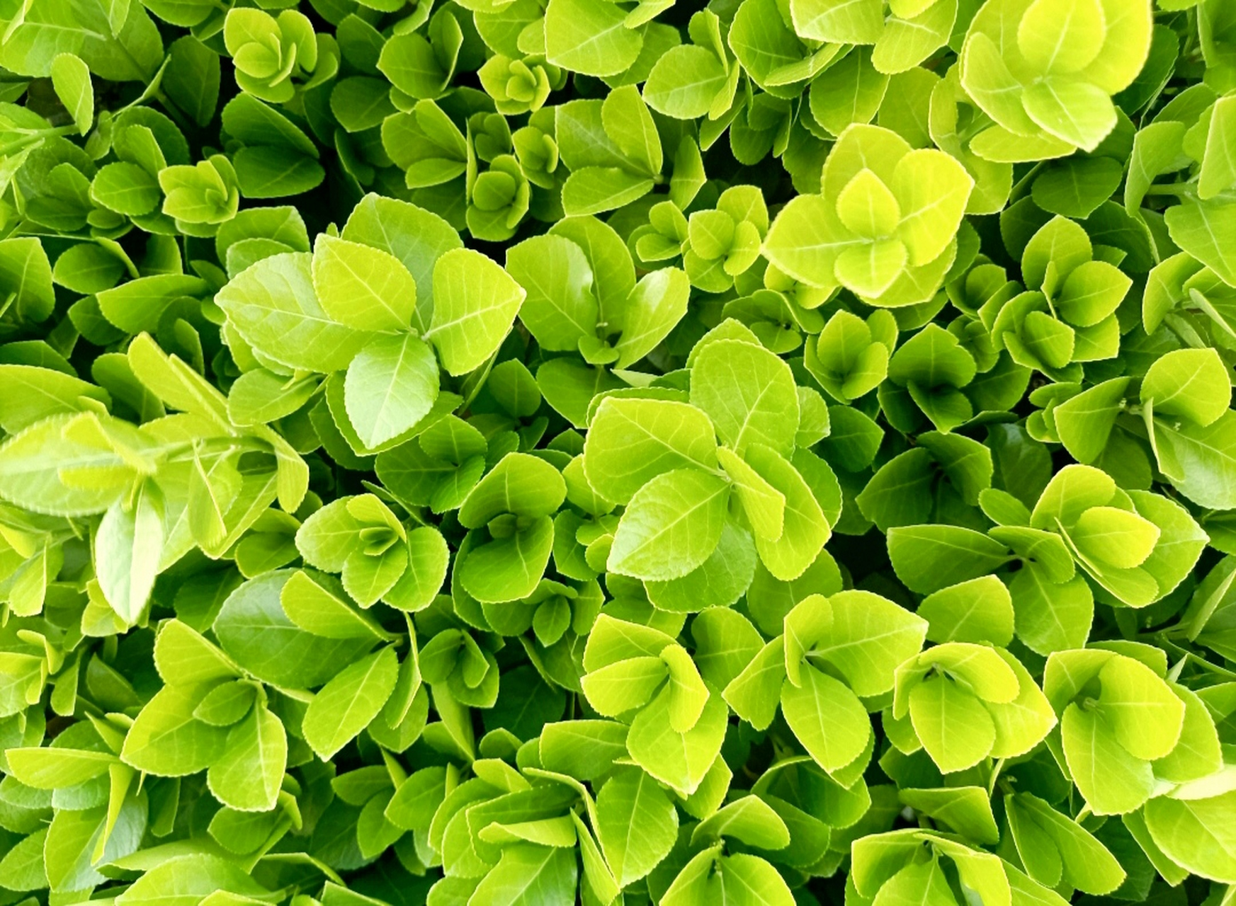 一年赏花时之绿叶篇#一年赏花时#  春天迈着轻快的步伐来了,春回大地
