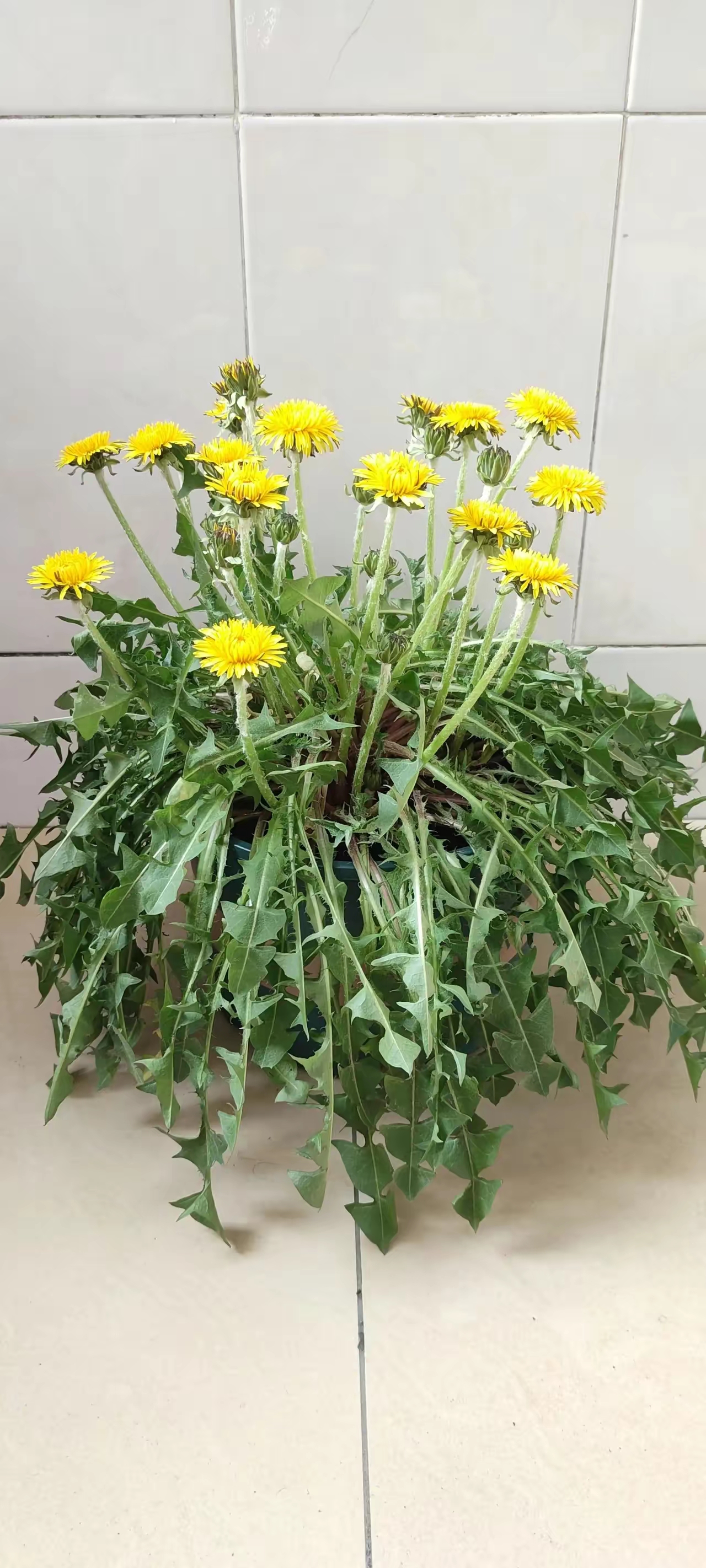 昨天跑去很远的地方挖来的两颗蒲公英,一棵栽花盆里,一棵水培,这是第