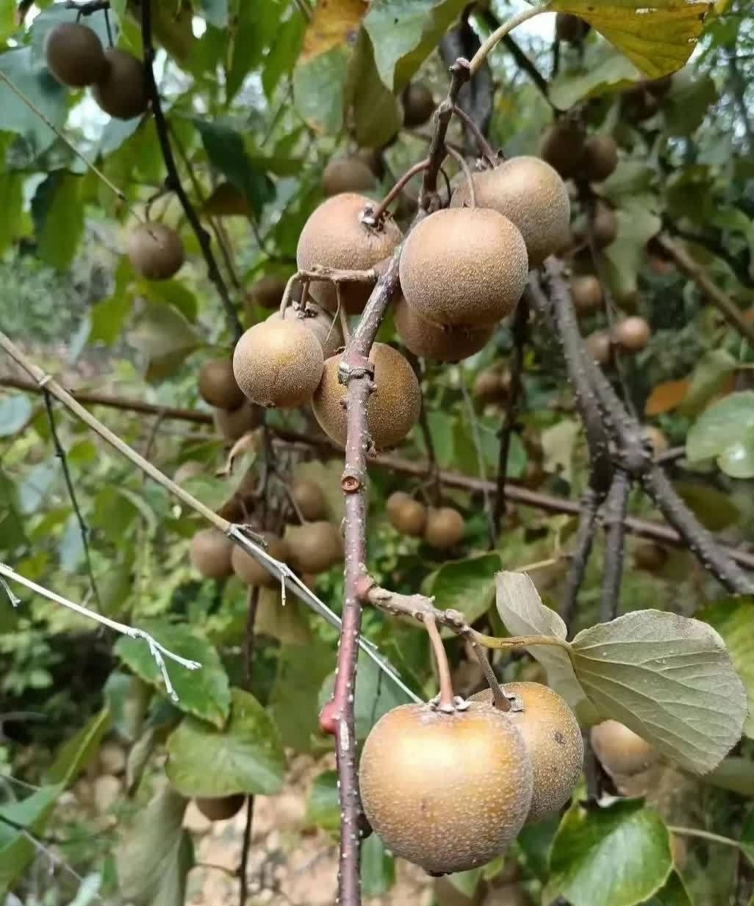 山上发现的野果子,有人认识吗?不知道可不可以吃呢