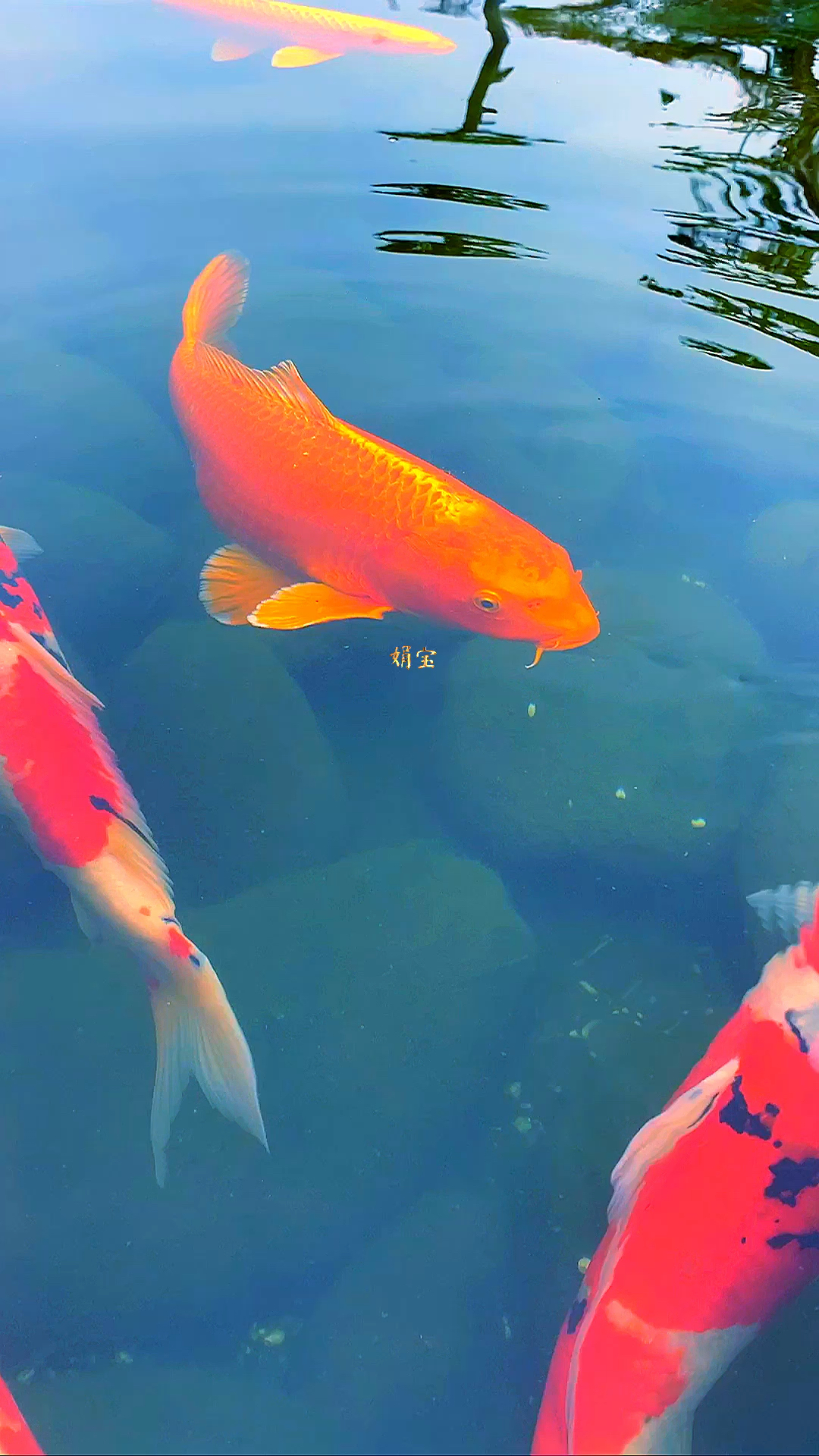如鱼得水,好运在手,笑对人生,享受每一个美好的瞬间