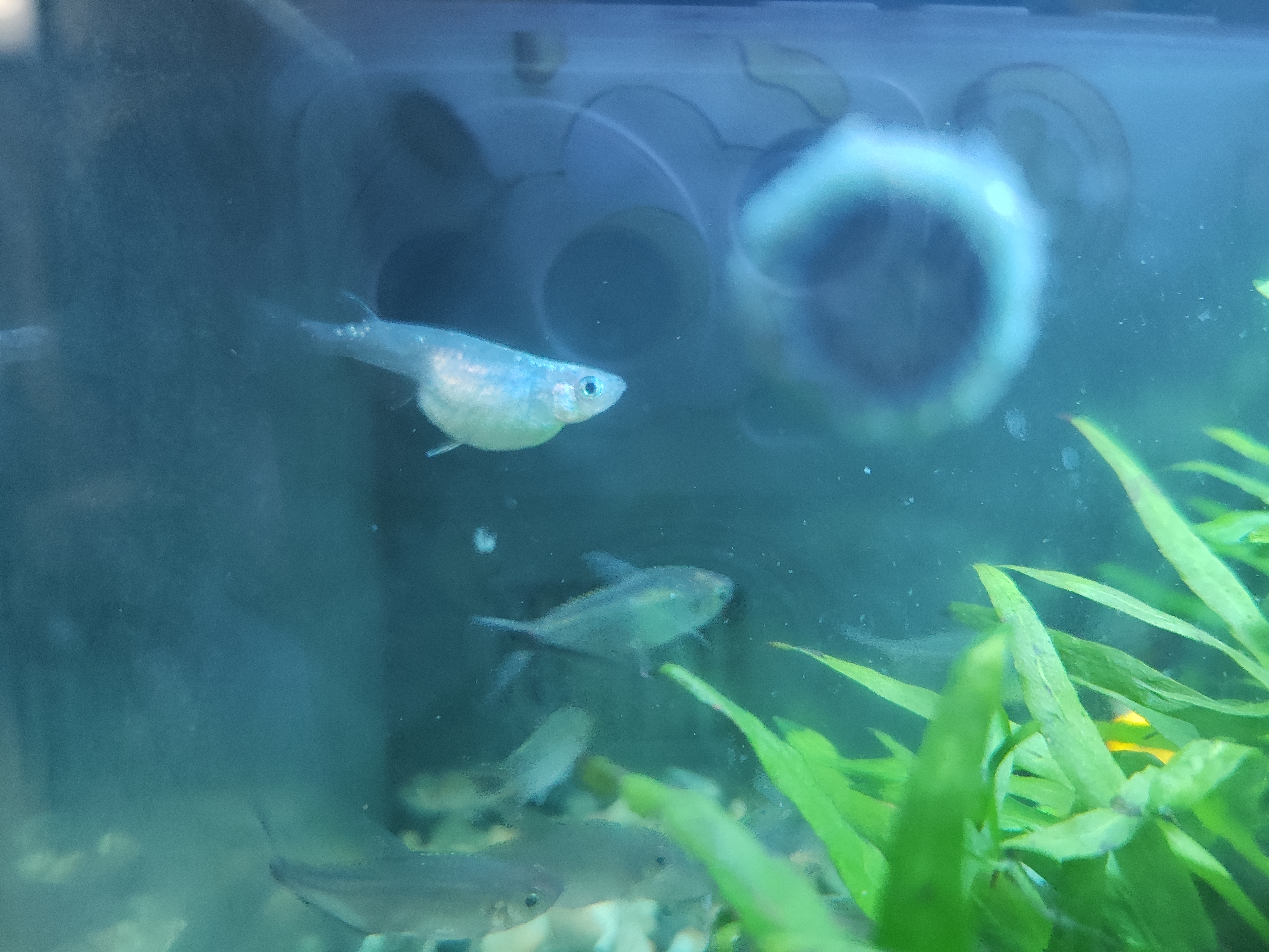 整个鱼缸这个品种只有一条鱼了,它怎么怀孕?杂交呀?