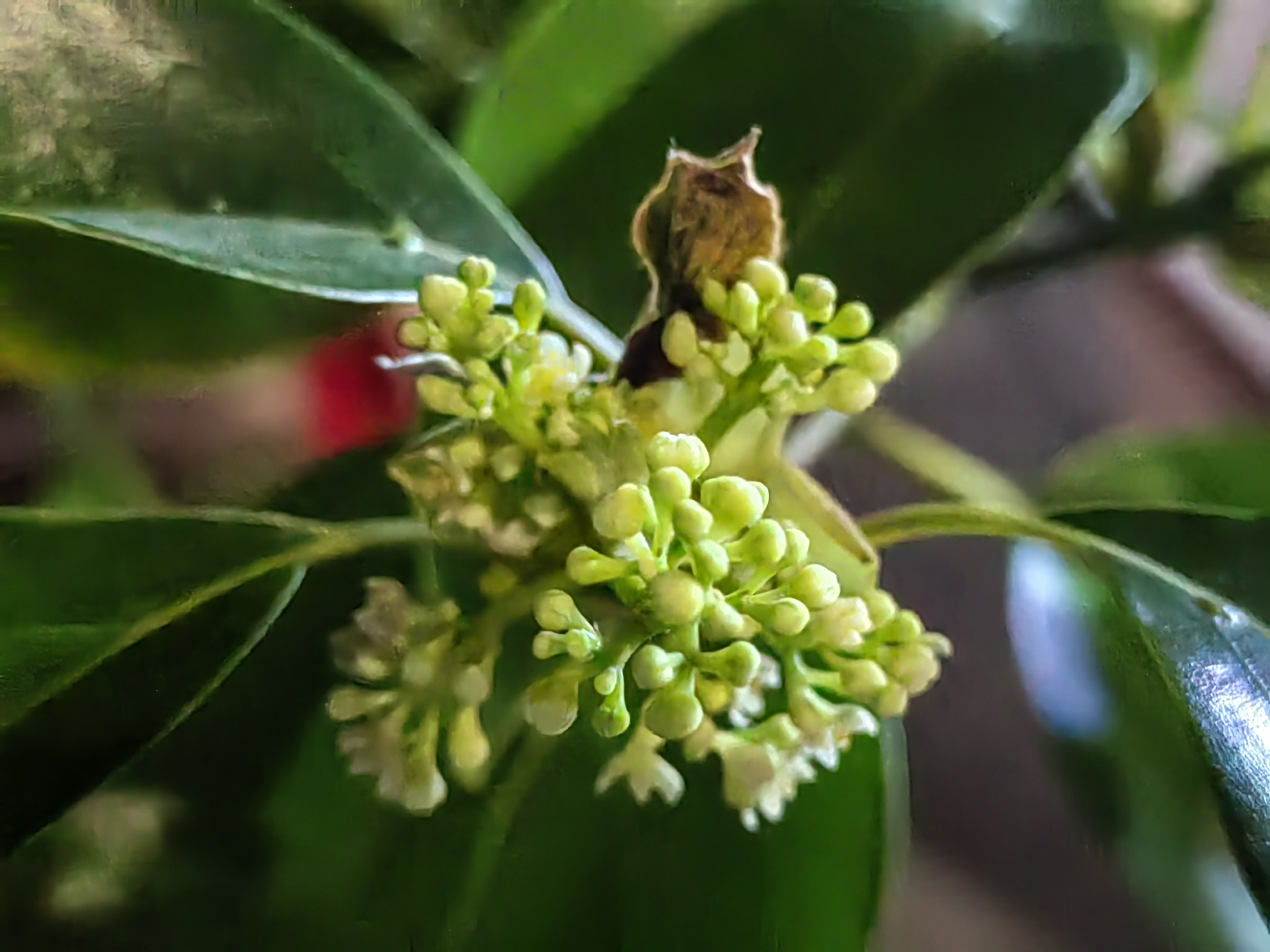 香樟花粉图片