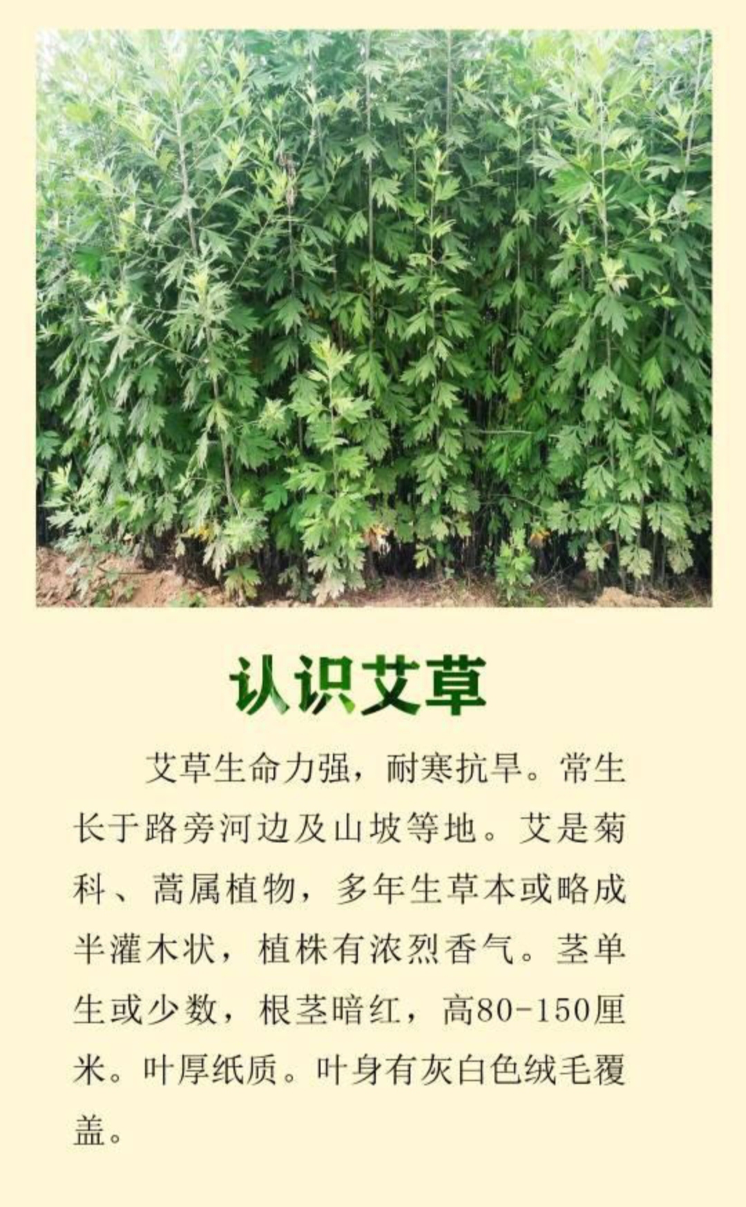 如何正确种植艾草