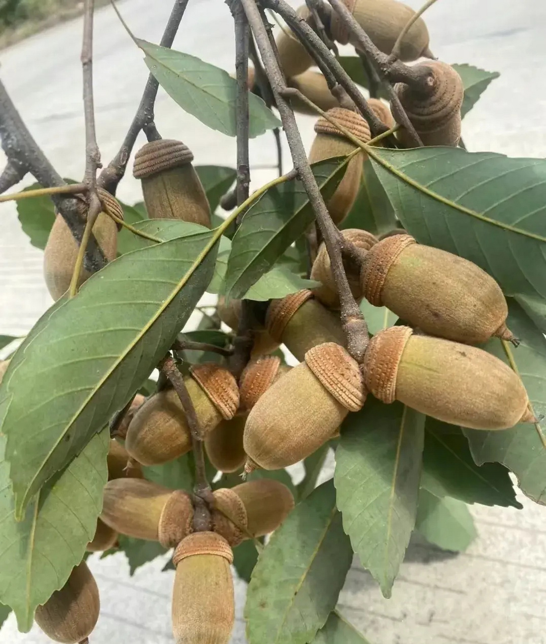 四川大山中发现了很多这样的果子,像板栗一样,有没有人知道这是什么果
