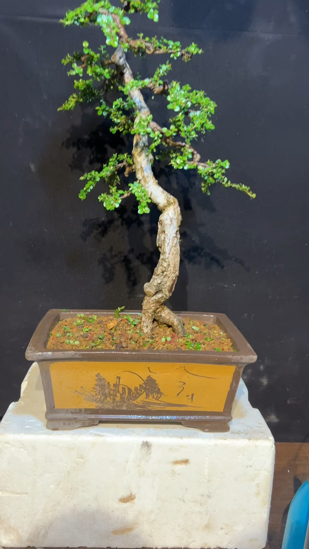 红花荀子老桩