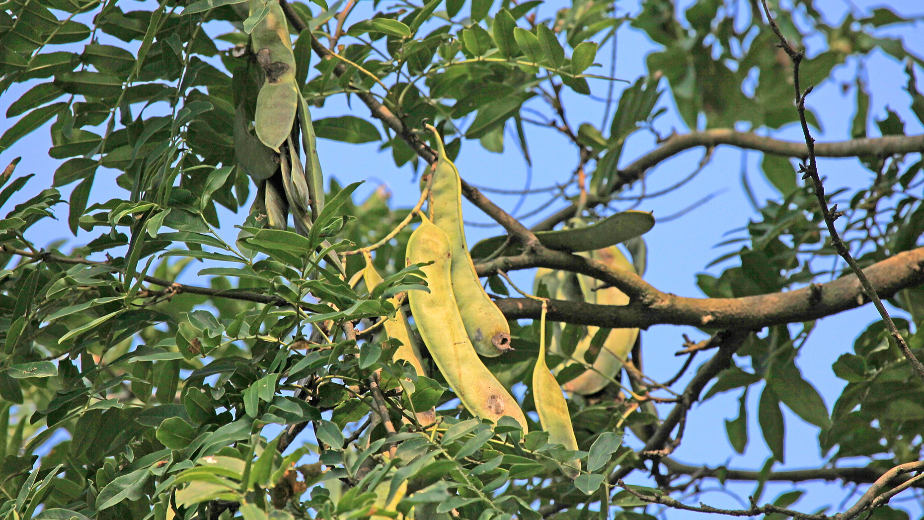 野生木本植物-皂荚简介