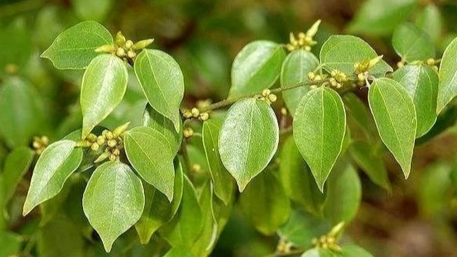 野生木本植物-乌药简介
