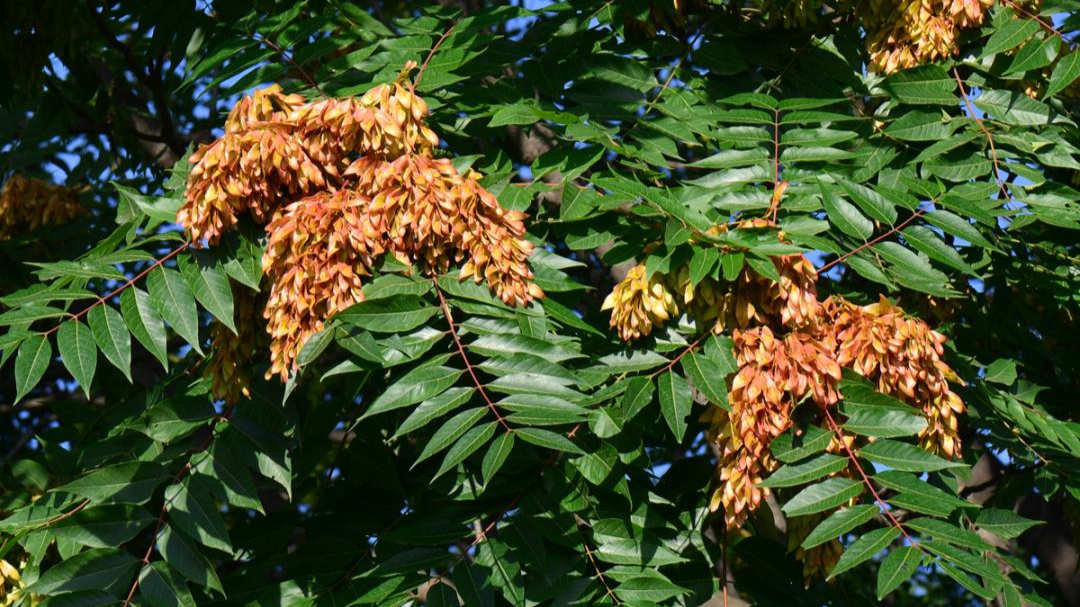 野生木本植物-臭椿简介