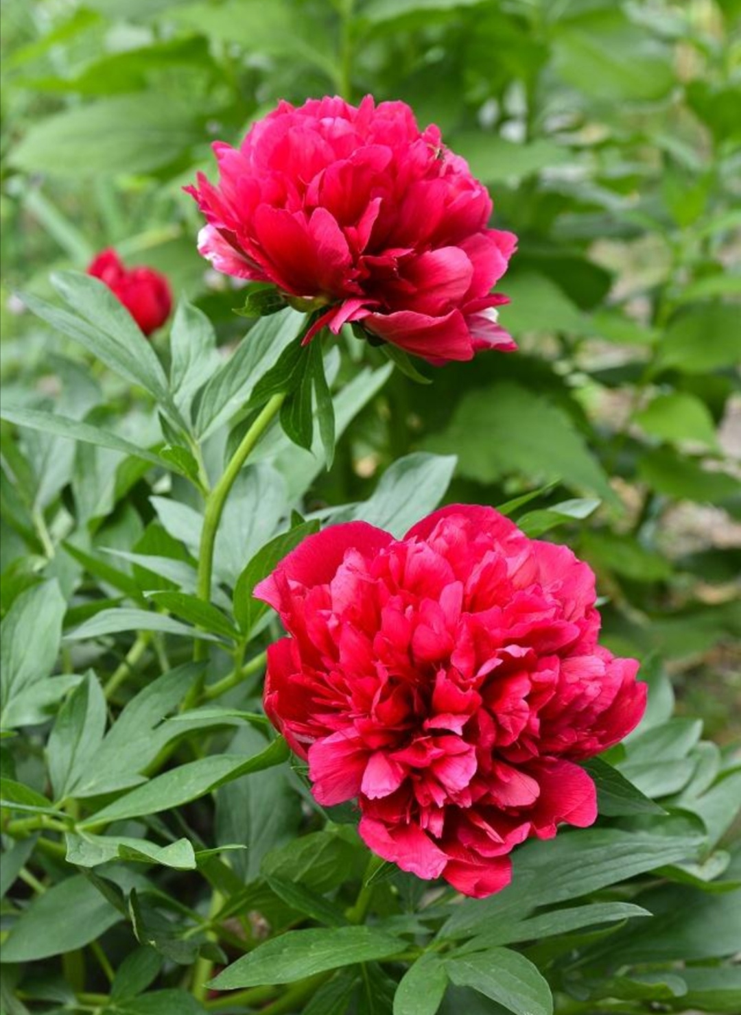 赤芍:草药之宝的功效与作用