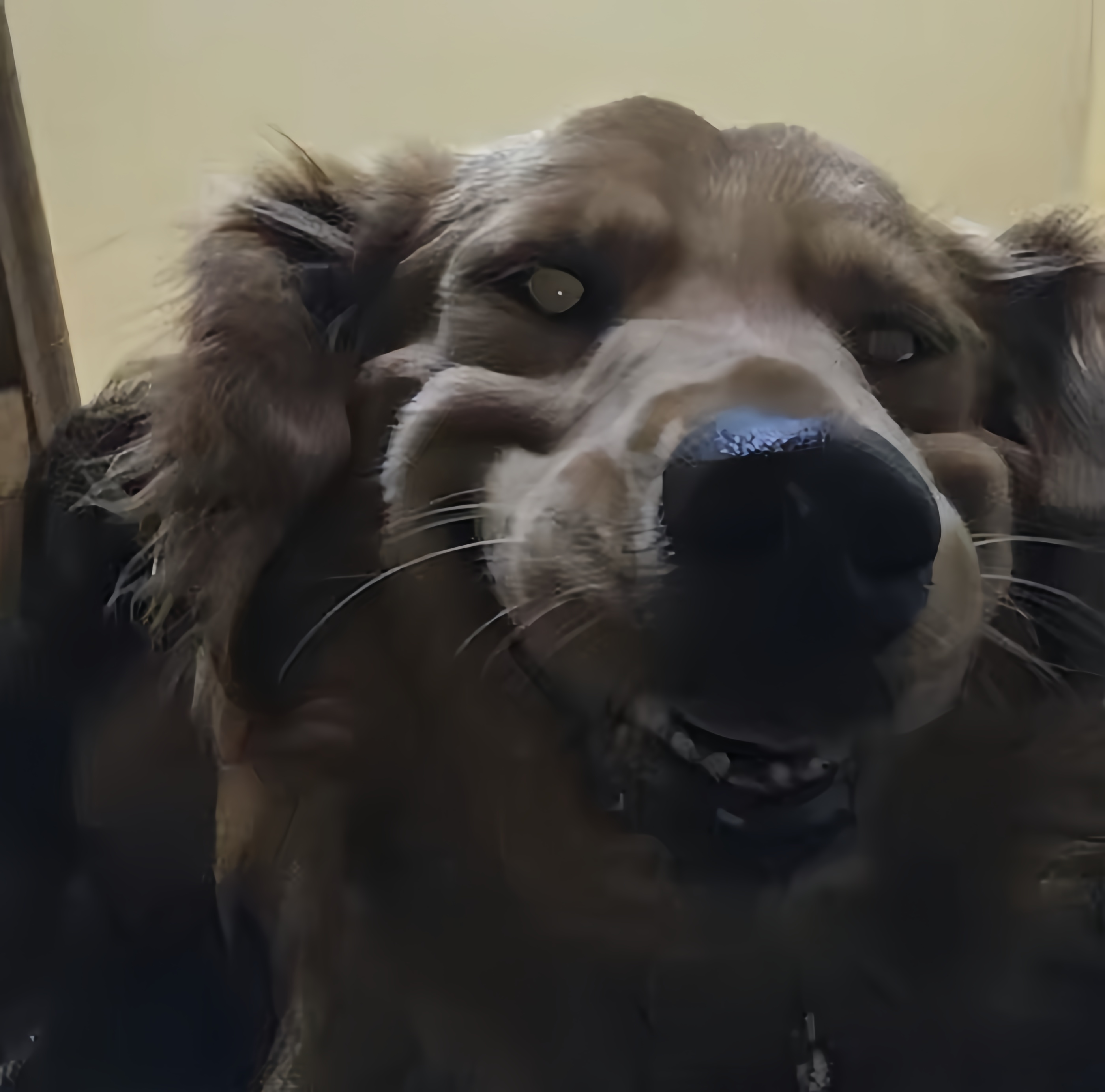 狗子今儿个不晓得咋回事,居然跟自己的影子较上劲了!