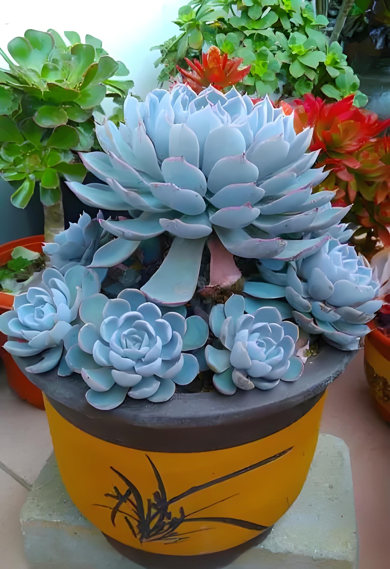 多肉蓝石莲的栽种技巧