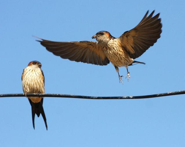 回顾:燕子每年都去南方越冬,南方究竟在哪?原来很多人理解错了