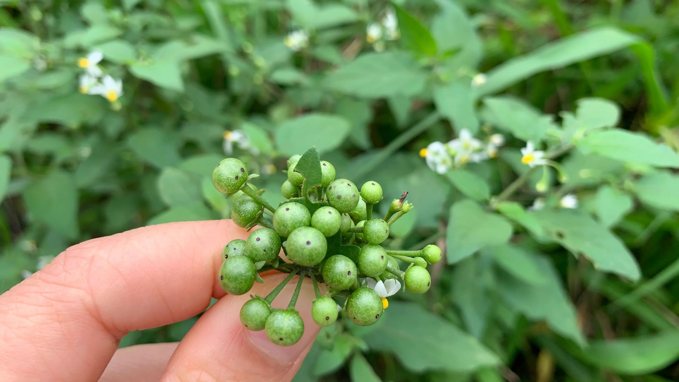 广西百花菜图片