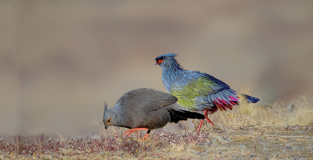祁连山出现倔强怪鸡,又叫"松花鸡",一旦被人捉住就绝食自尽