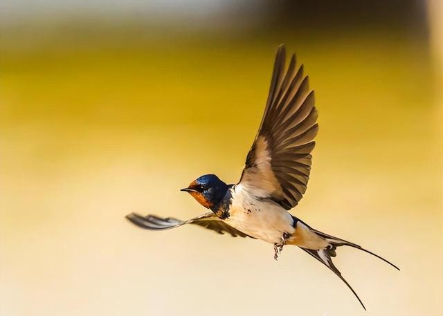 回顾:燕子每年都去南方越冬,南方究竟在哪?原来很多人理解错了