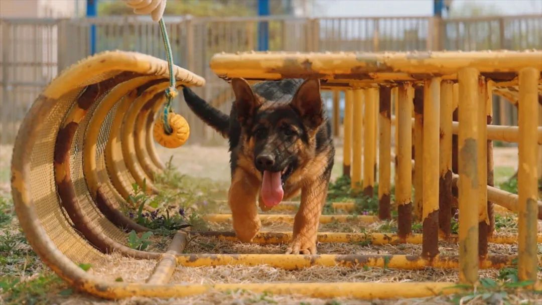 警犬生宝宝图片