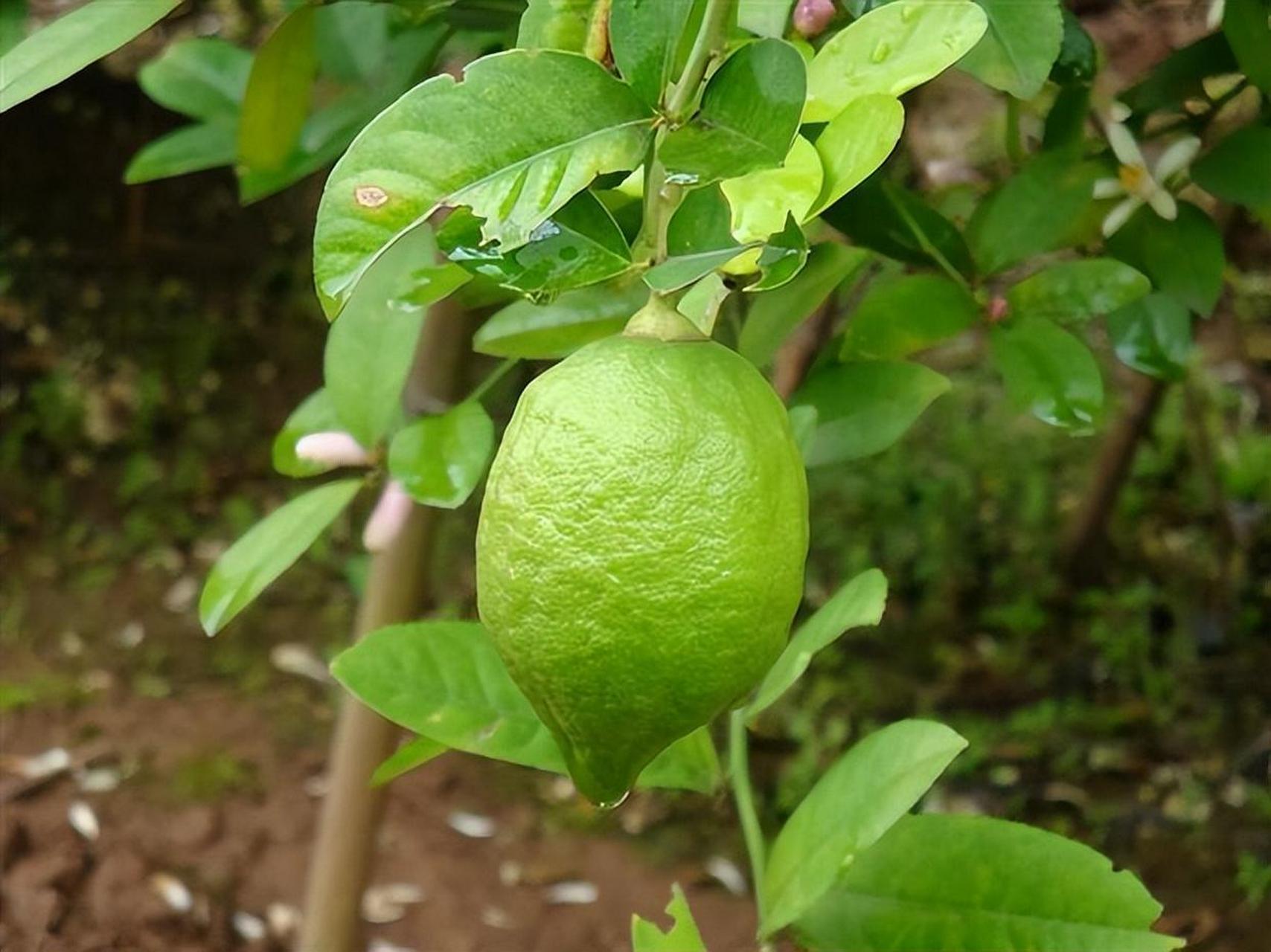 今年最火的果树可能是香水柠檬,四季开花且结果次数多,深受人们喜爱.