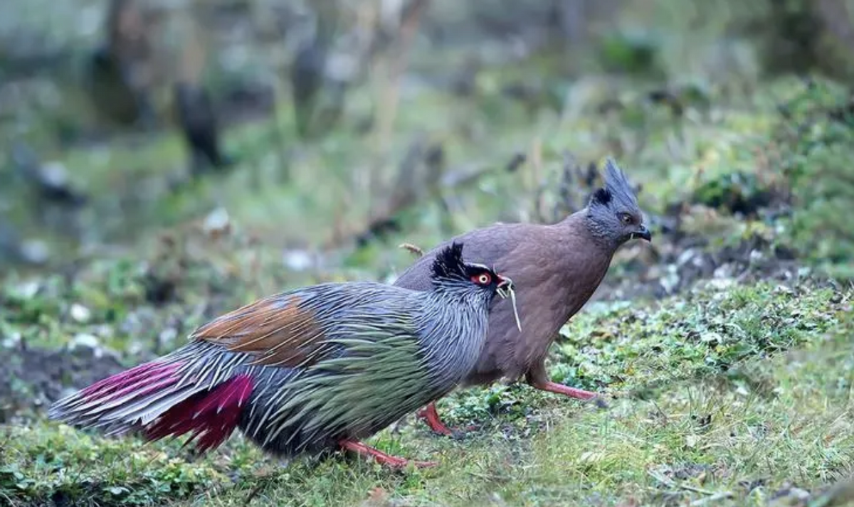 祁连山出现倔强怪鸡,又叫"松花鸡",一旦被人捉住就绝食自尽
