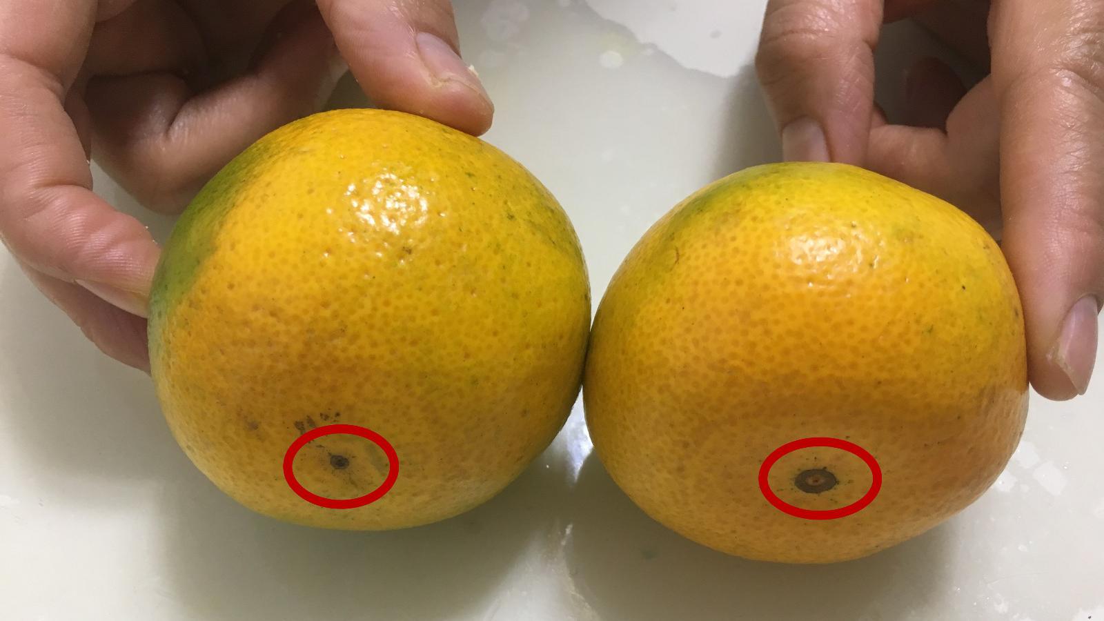 水果也分公母,母的更好吃?桔子吃多会变黄还上火?告诉你真相