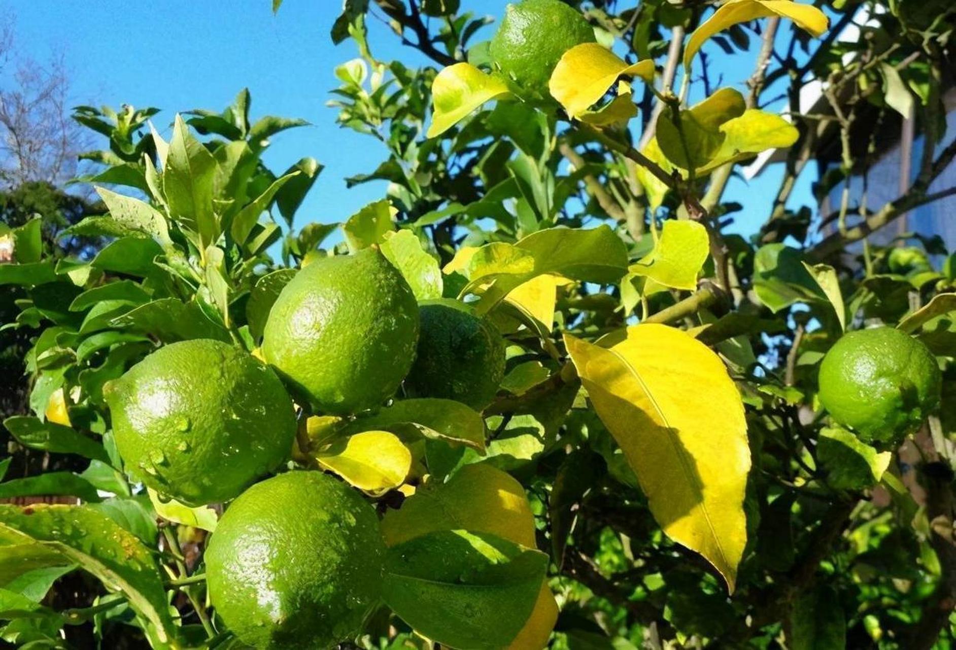 今年最火的果树可能是香水柠檬,四季开花且结果次数多,深受人们喜爱.