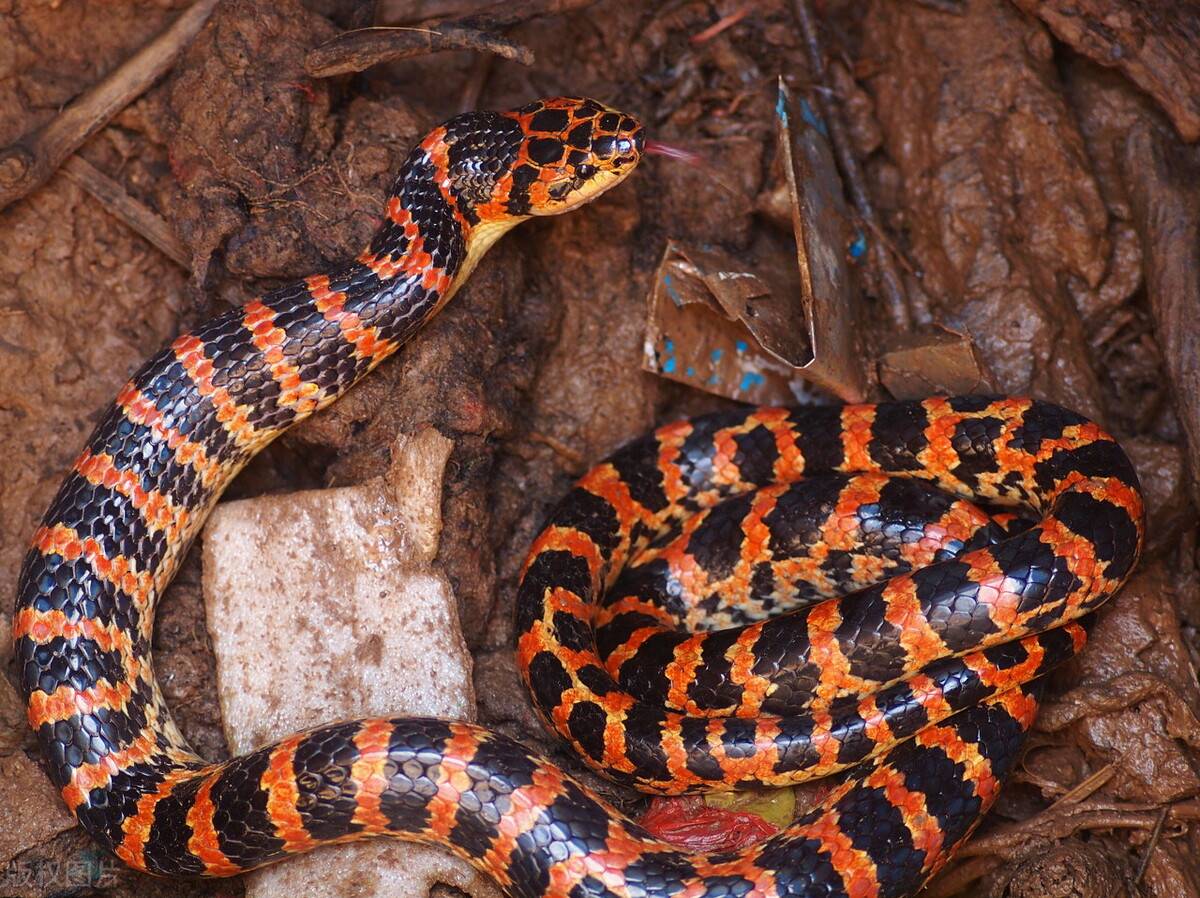 纪实山西闹蛇灾数百条蛇一夜间离奇死亡两名博士被派去调查