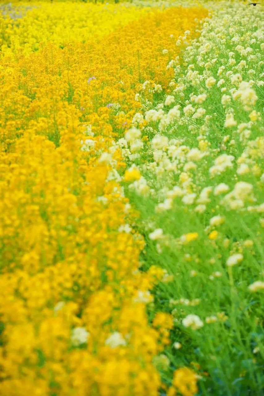 南方油菜花图片