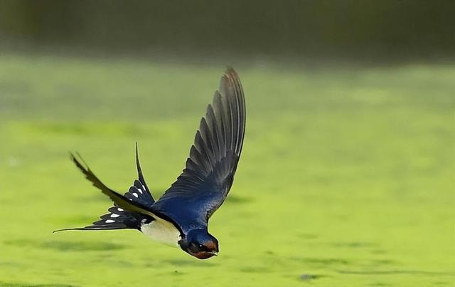 回顾:燕子每年都去南方越冬,南方究竟在哪?原来很多人理解错了