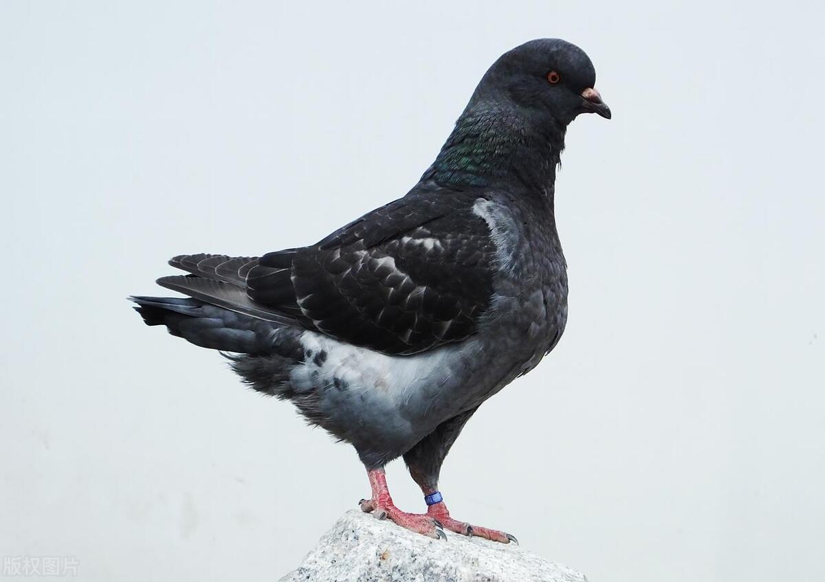 肉鸽怎么养繁殖快