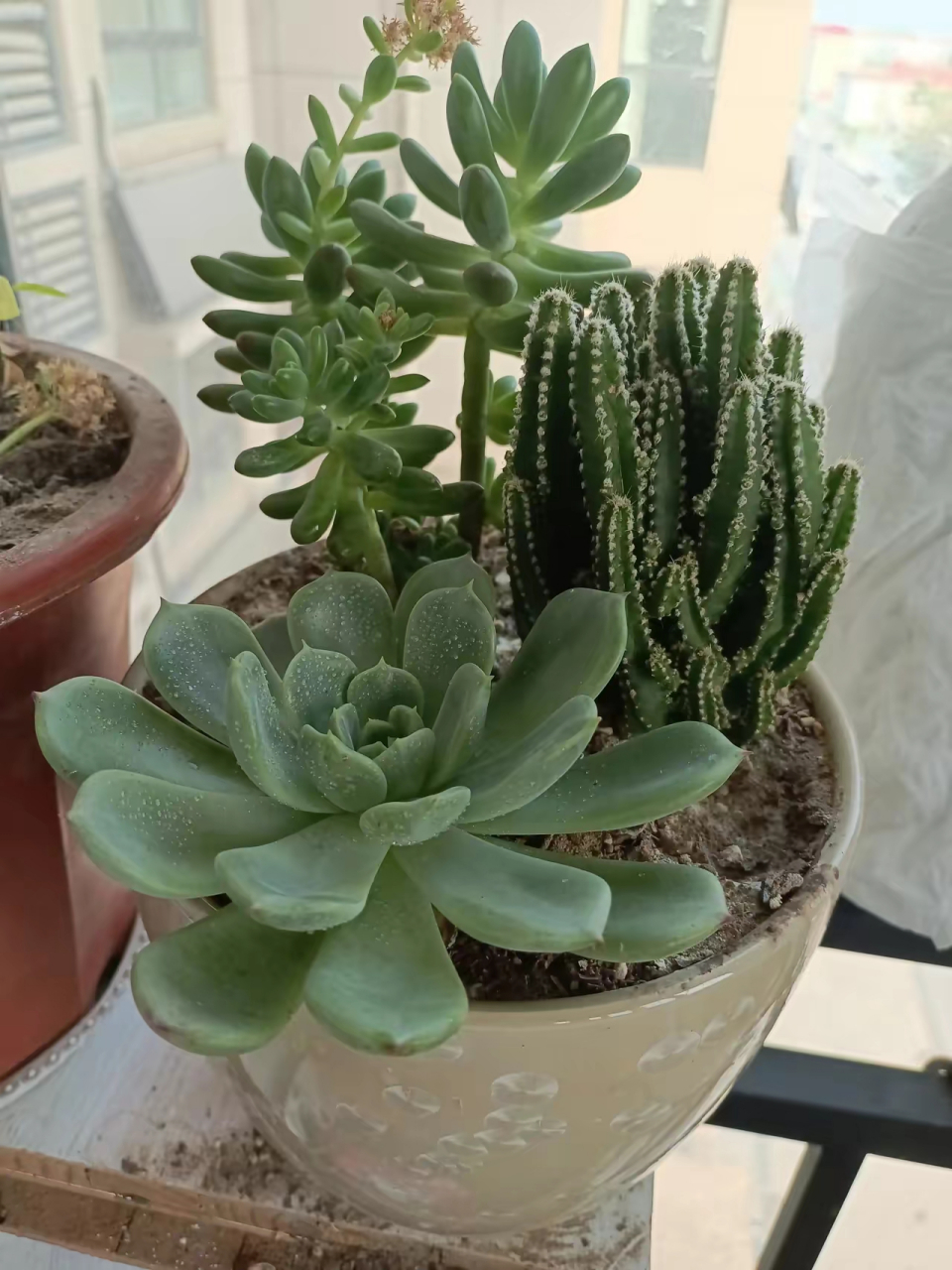 土培富贵竹就剩一根了,这满满的一盆,都成活了的话,她该不寂寞了!