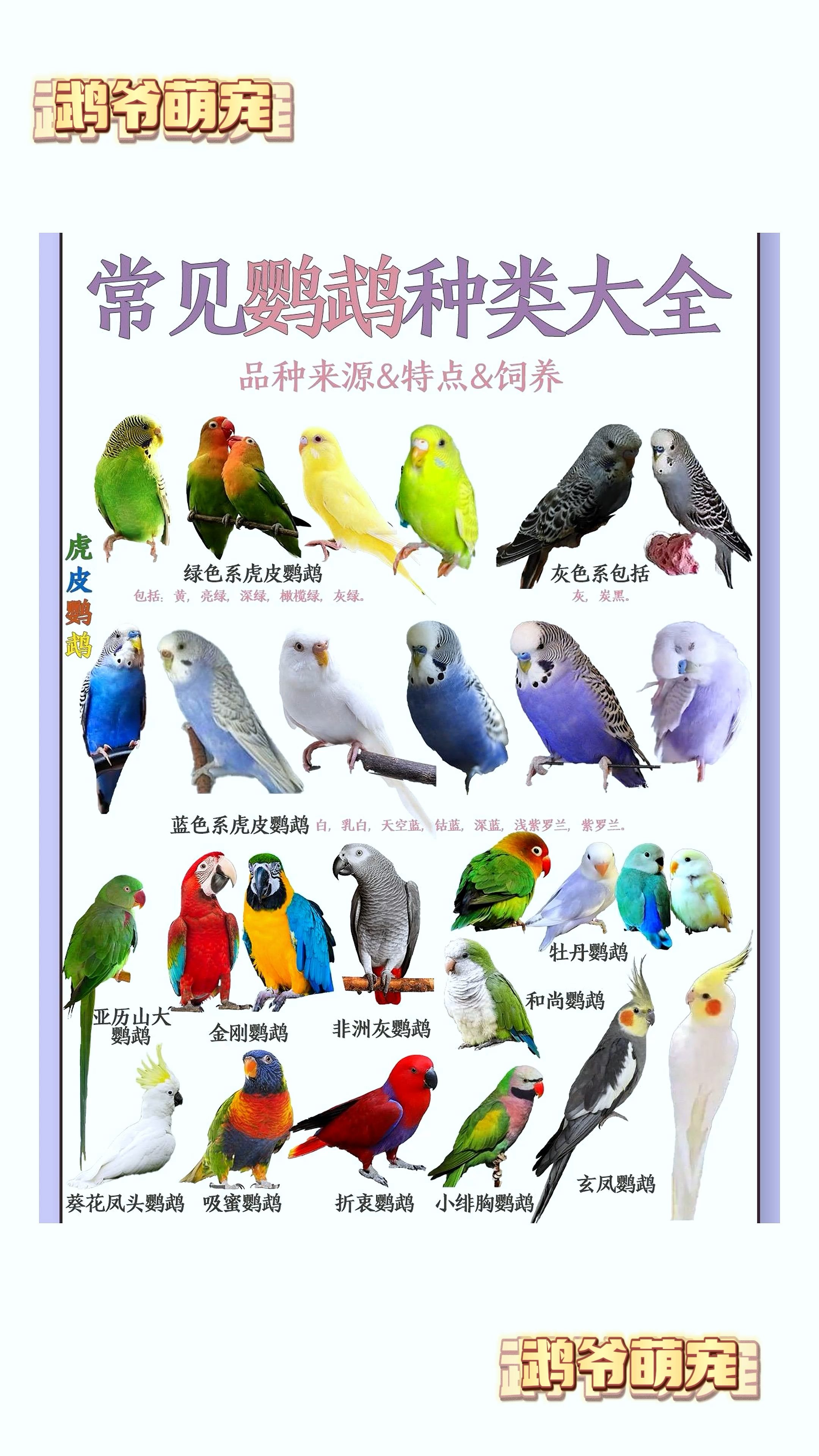 常见鹦鹉大全 你认识多少种鹦鹉-度小视