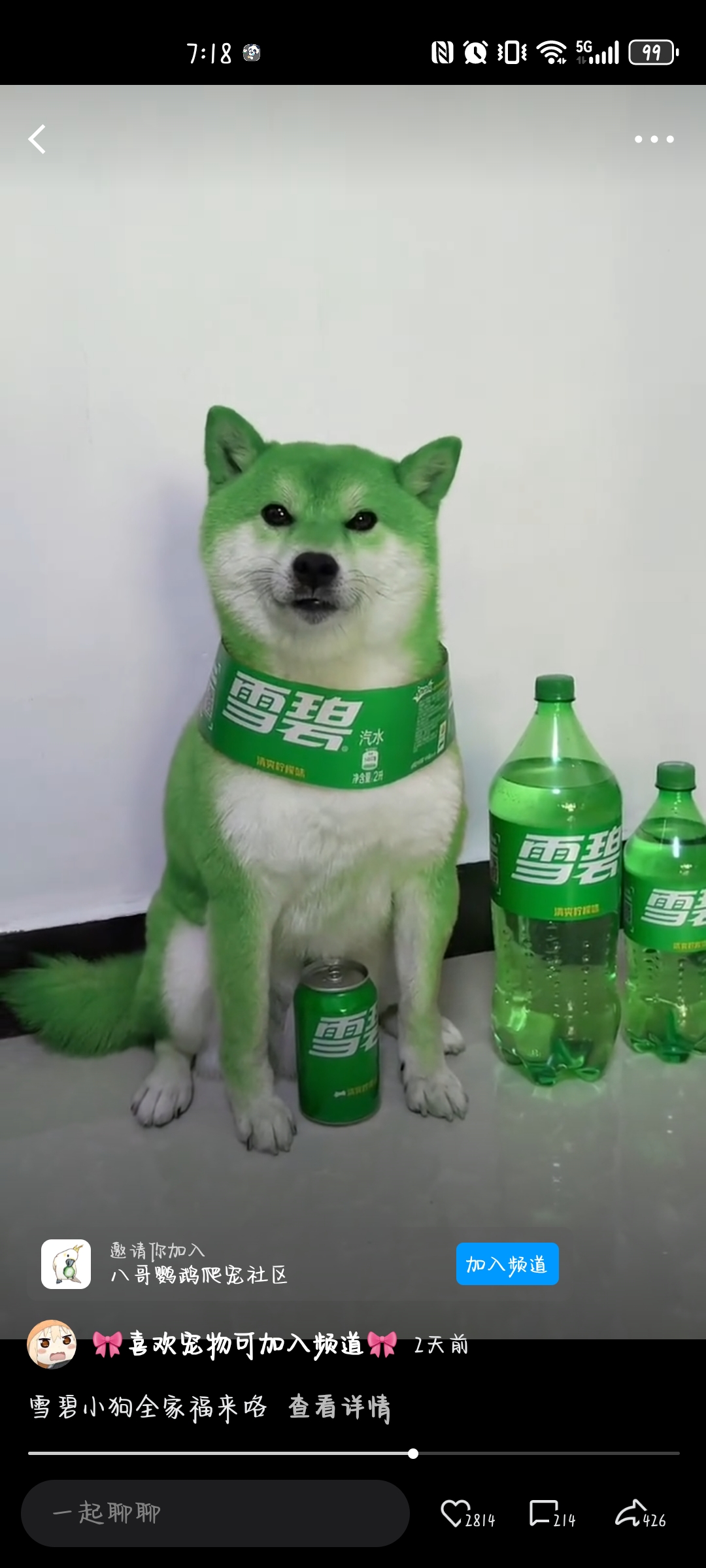 绿油油的雪碧,狗狗来了,真的好可爱呀,再加上这个表情,还有那个主人给