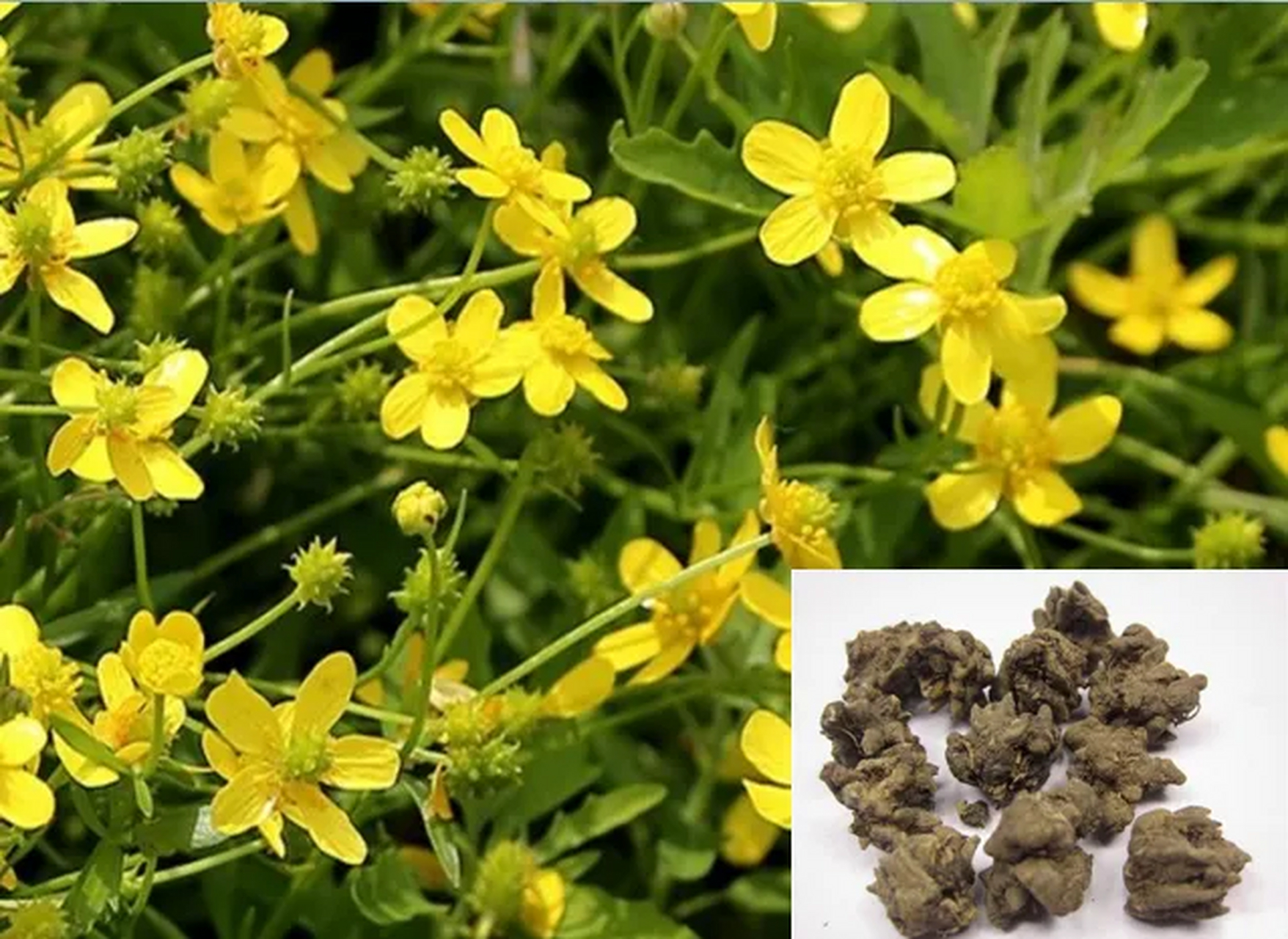 清明后,有一种散结"草疙瘩",再厉害的结节也害怕 大家好,我是张大明