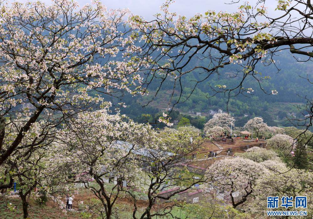 【贵州正安:油桐花盛开引客来】近日,贵州省遵义市正安县境内的油桐花