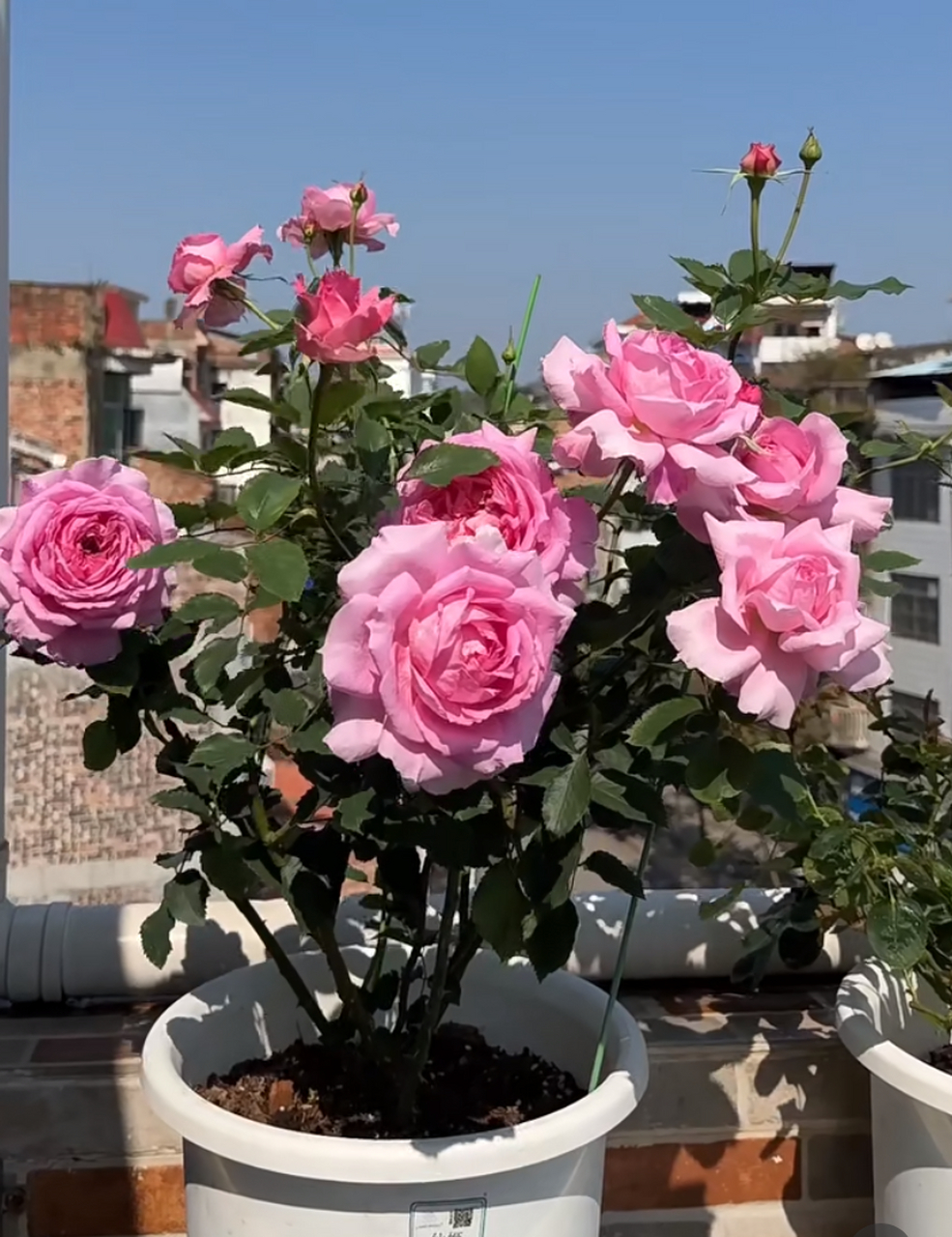 现在是繁花盛开的季节,一起来欣赏下月季花"仙姬"的盛世美颜~(这个