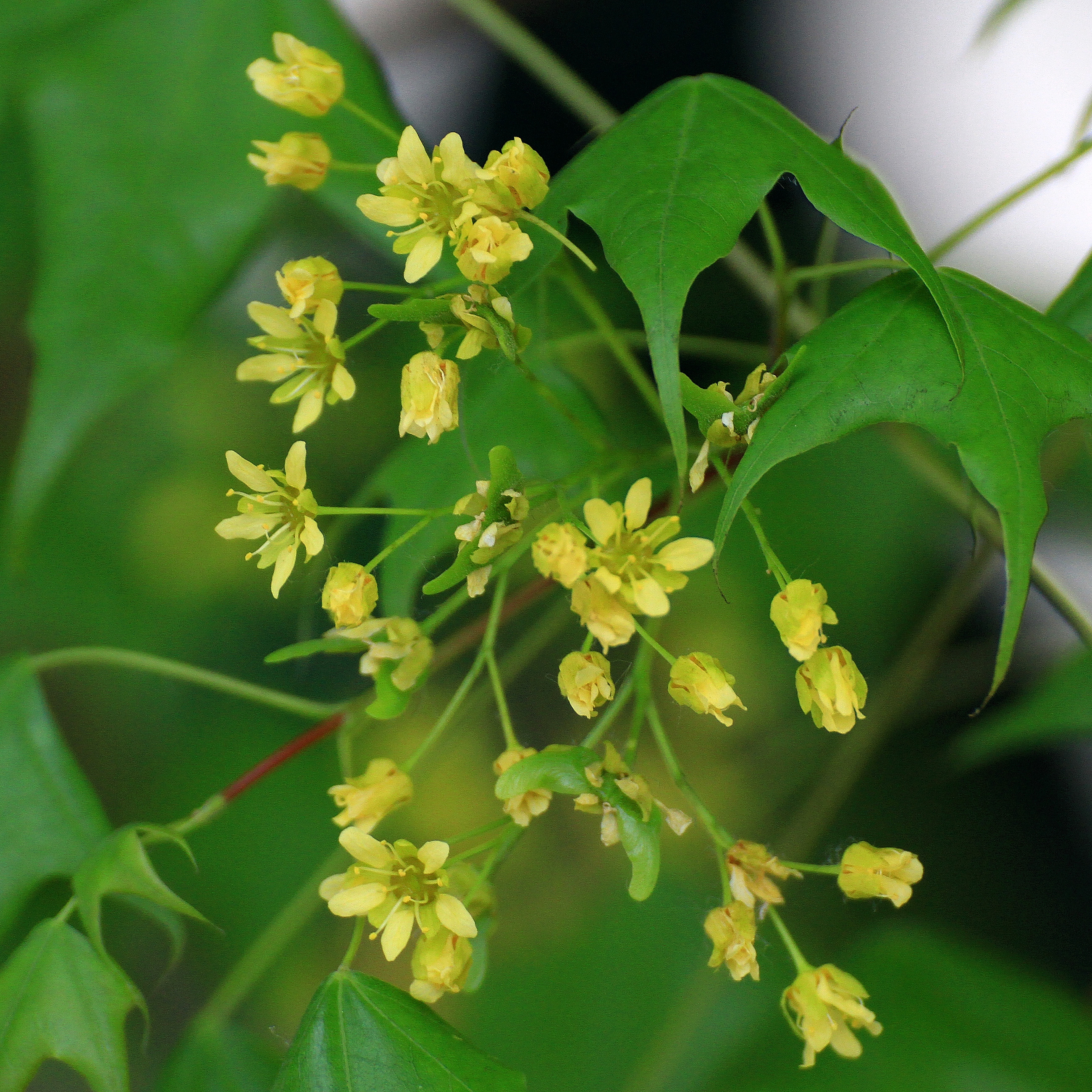 枫树花,以前没有在意过,枫树也会开花.