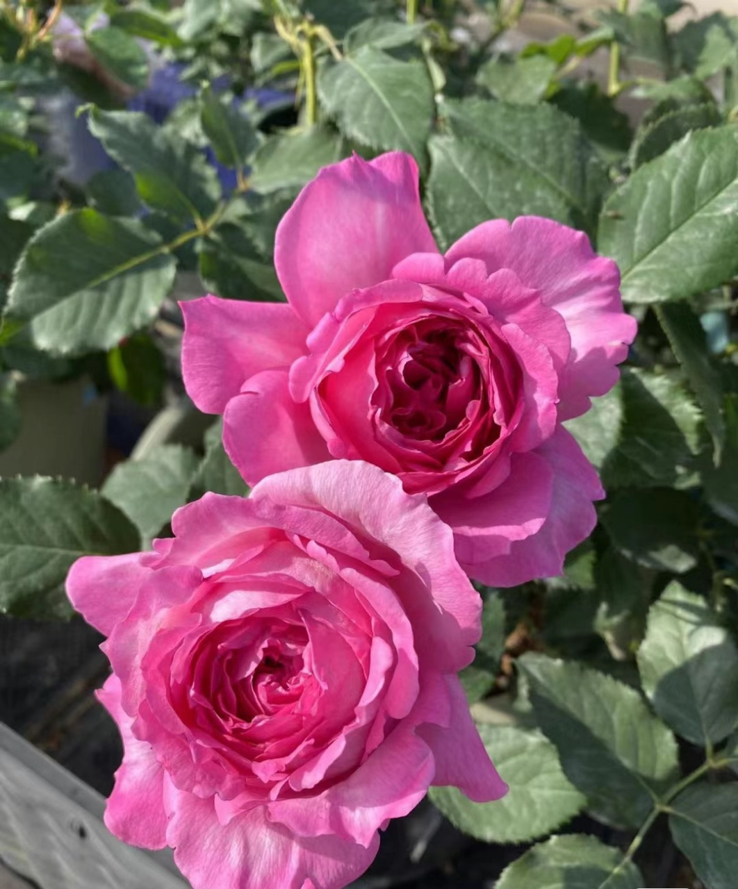 现在是繁花盛开的季节,一起来欣赏下月季花"仙姬"的盛世美颜~(这个