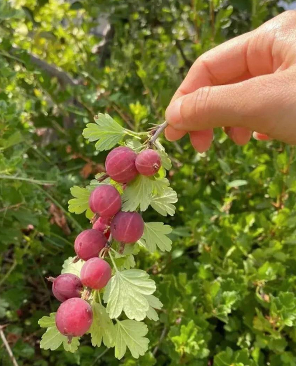 山上发现的野葡萄,也不知道有没有毒,能不能吃