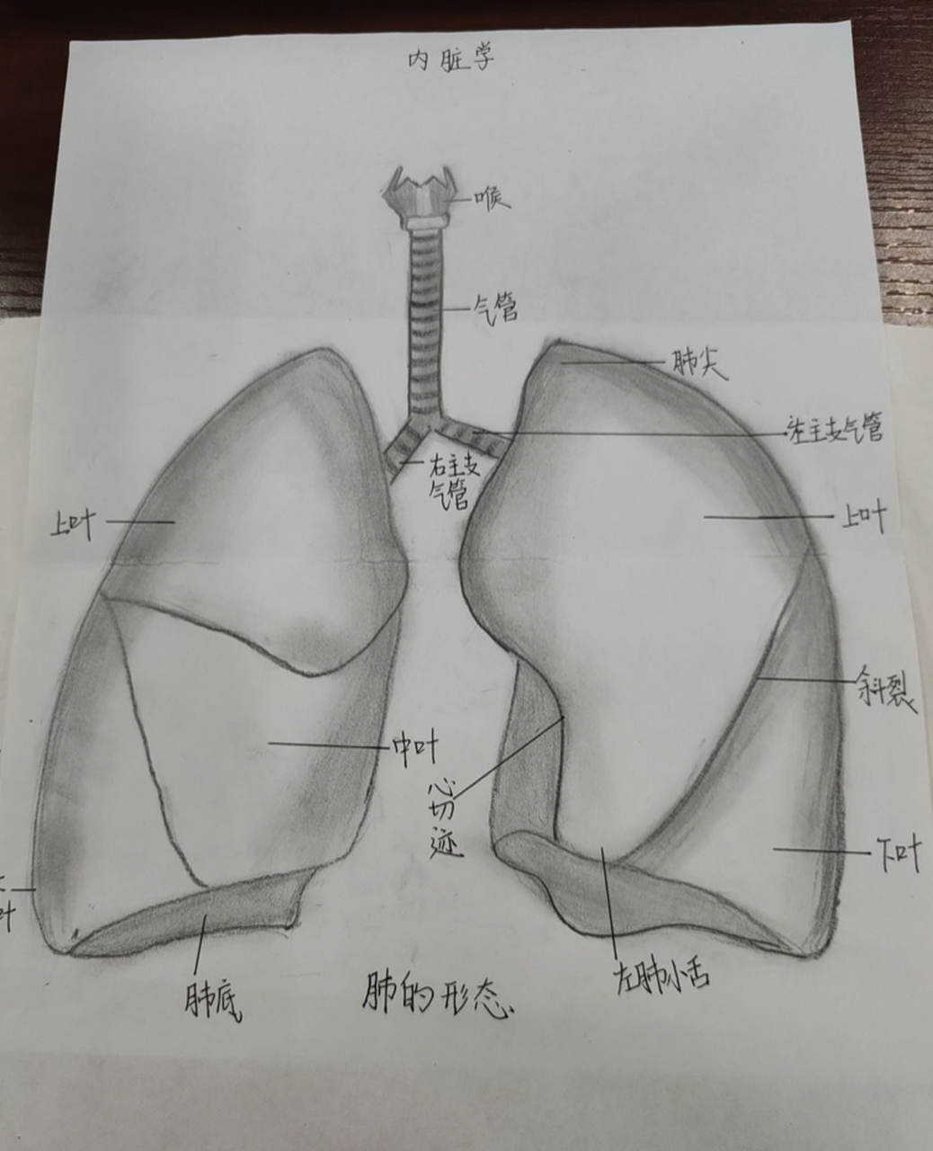 肺结核手绘图图片