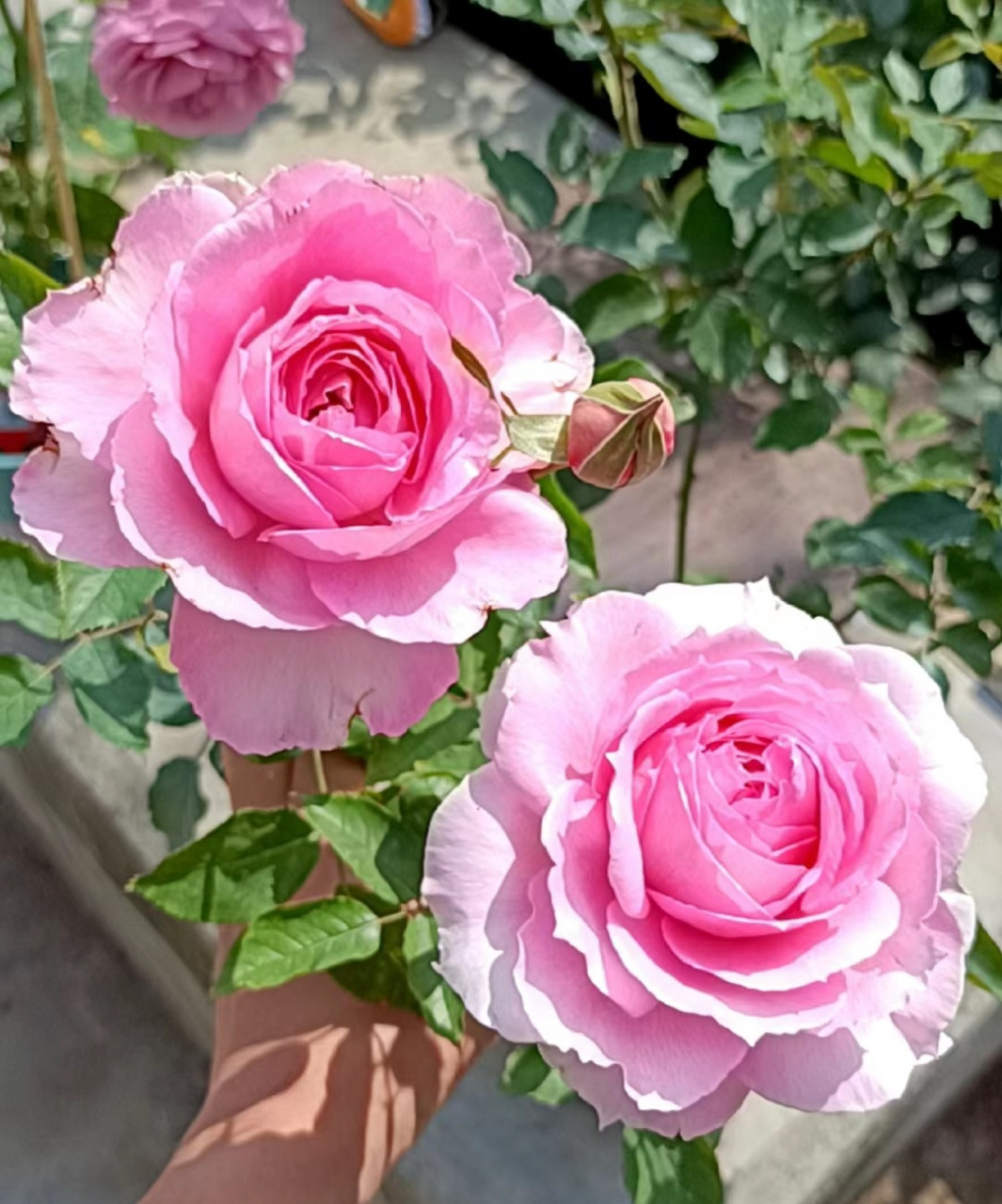 现在是繁花盛开的季节,一起来欣赏下月季花"仙姬"的盛世美颜~(这个