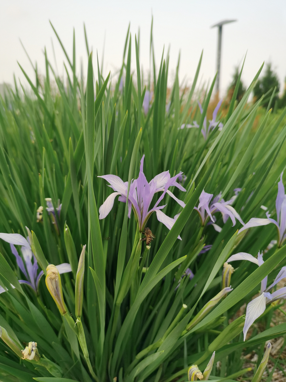 地黄,马蔺花,紫鸢尾,水栒子,春飞篷,活血丹#暮春谷雨