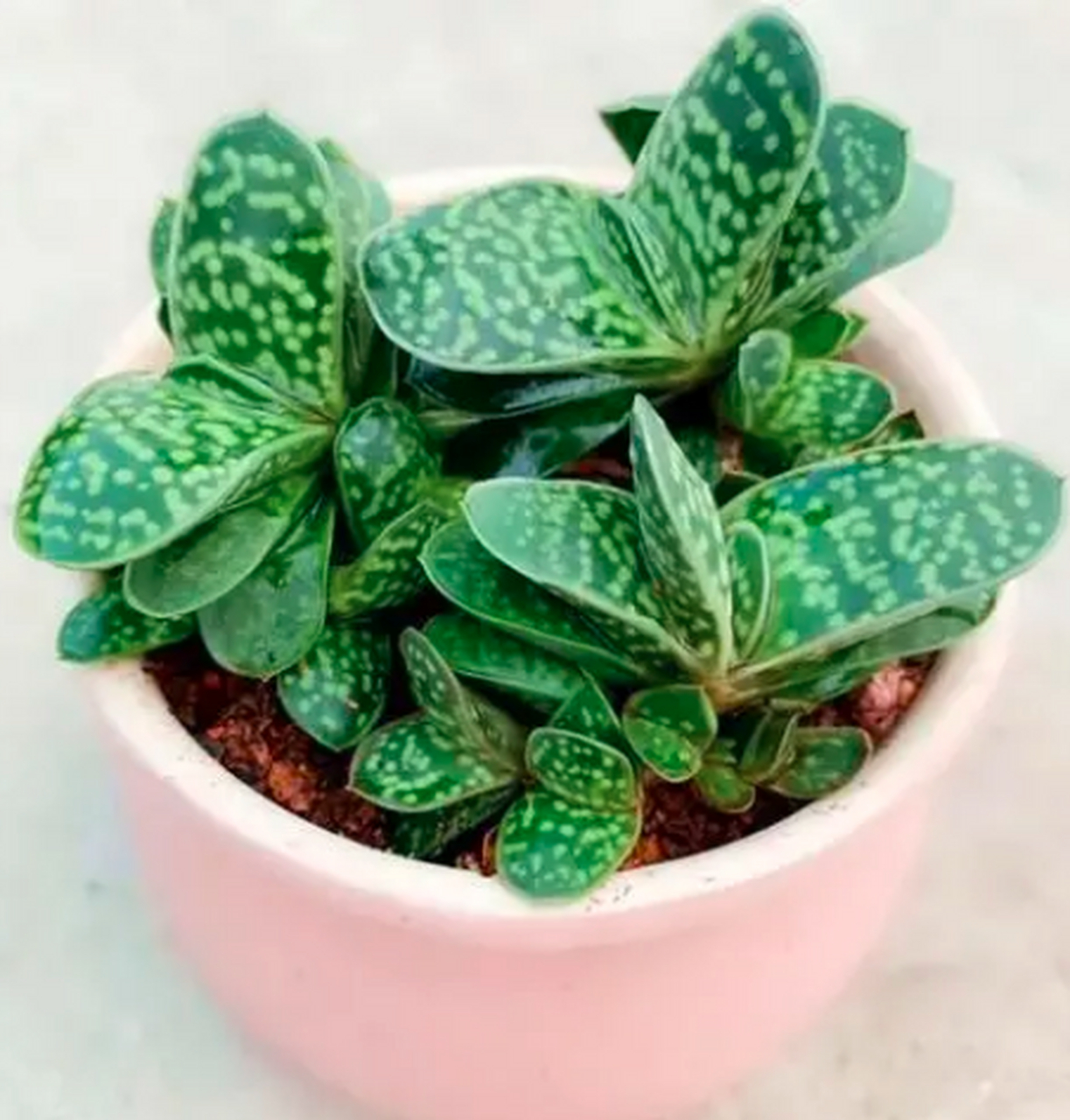 推荐多肉新手养子宝,其养护简单,耐旱,不易腐化,叶子厚实紧糯,冬季