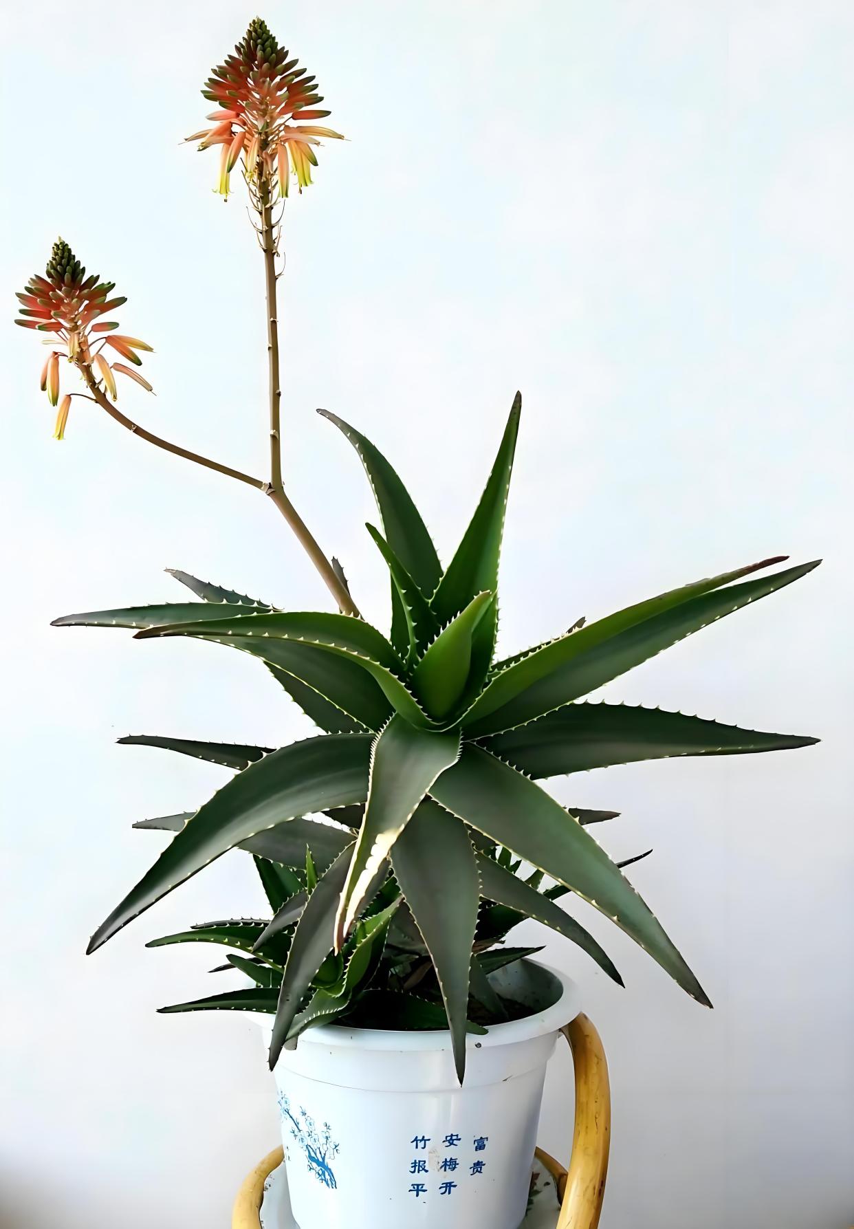 芦荟花语象征与寓意