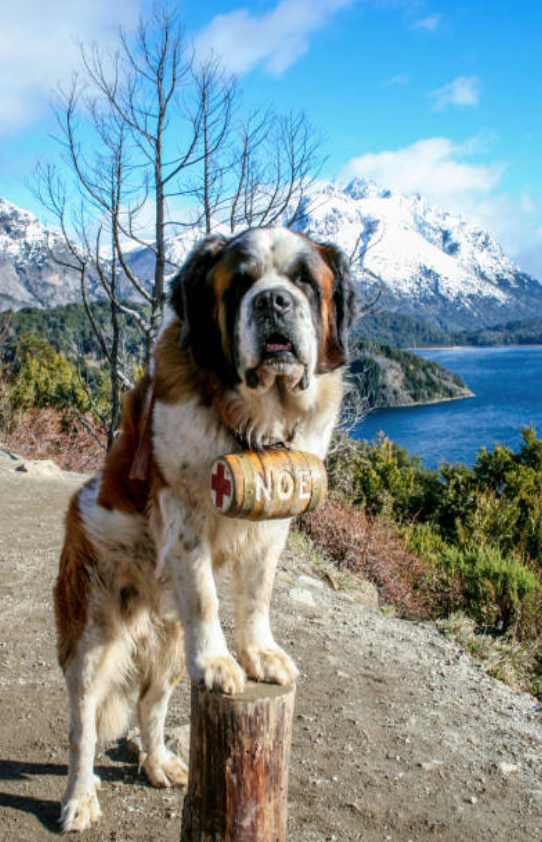 瑞士国犬圣伯纳犬的五大缺点:购买圣伯纳犬之前需要了解什么?