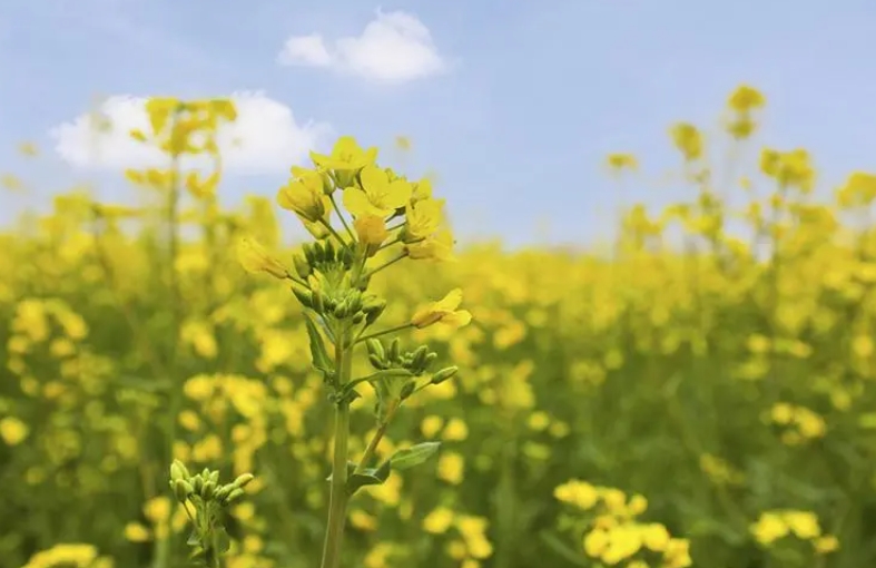 长安炮里村油菜花图片