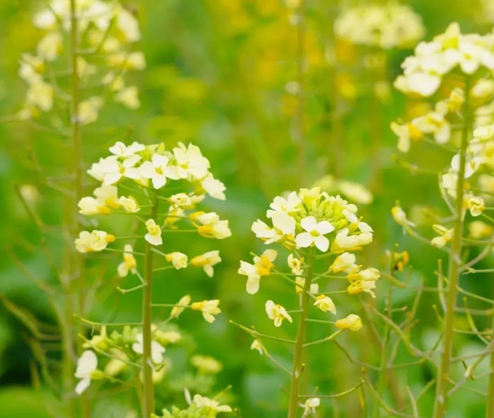 长安炮里村油菜花图片