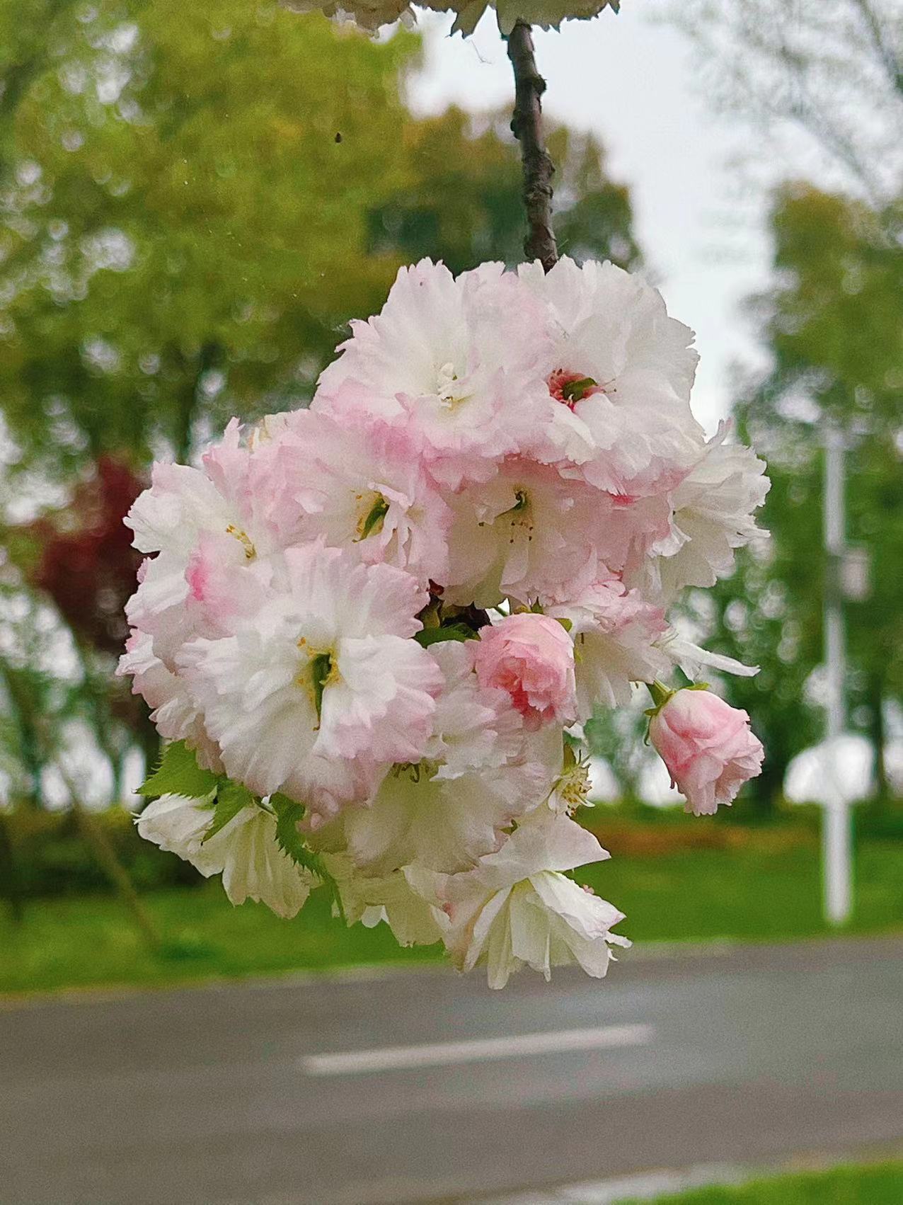 4月浪漫之日本晚樱