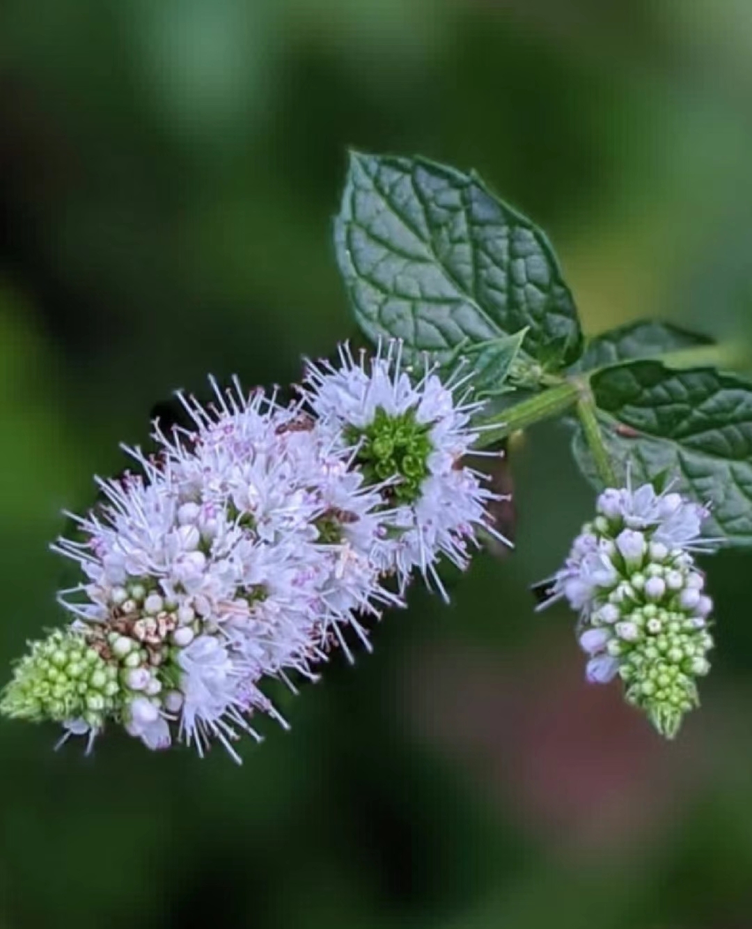 原创散文 野薄荷