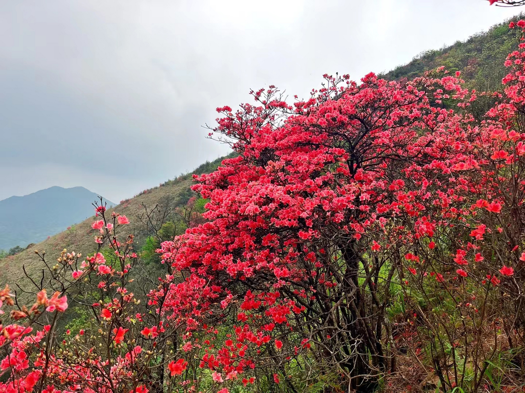 从化通天蜡烛91山景色,去到这里你才知道什么是乱花渐欲迷人眼.