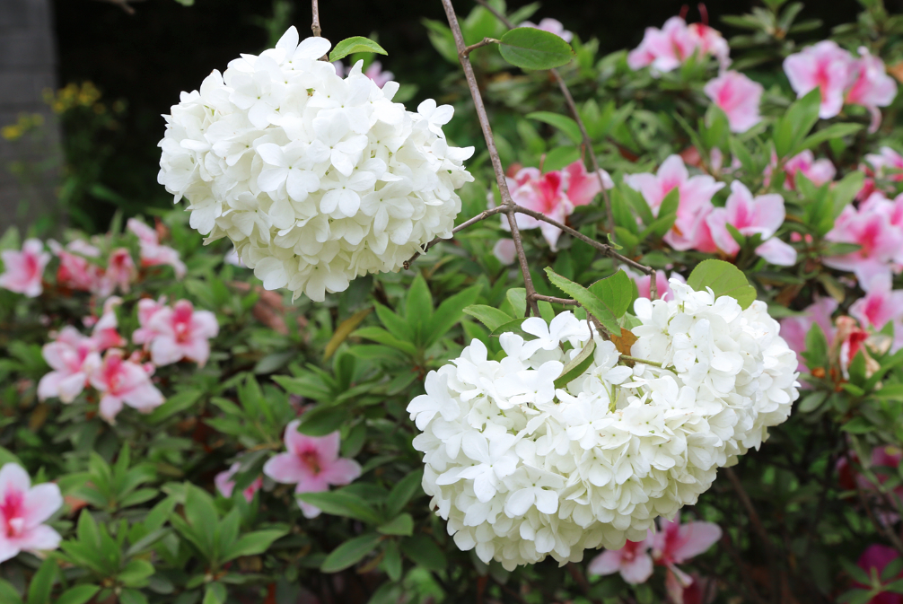 庭院阴面种植的木本花卉有哪些?盘点那些耐阴花卉